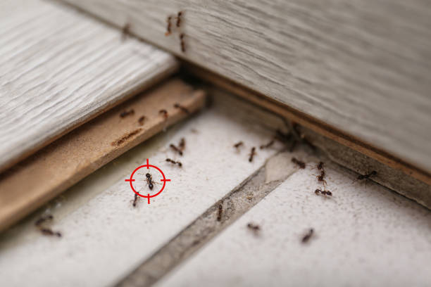 Best Bed Bug Extermination  in Daly City, CA