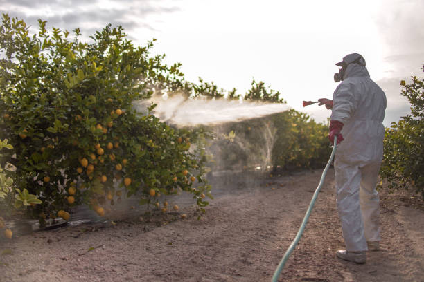 Best Flea Control Services  in Daly City, CA