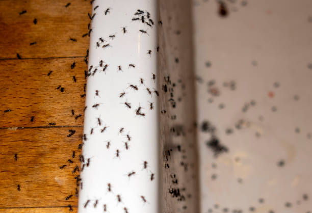 Best Pest Control Near Me in Daly City, CA