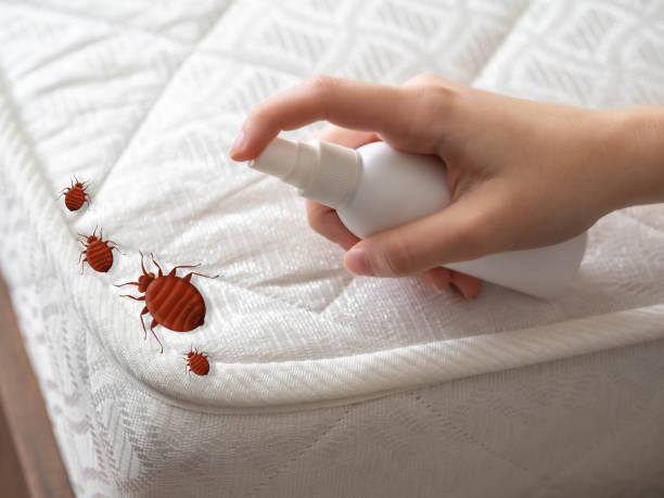 Trusted Daly City, CA Pest Control Experts