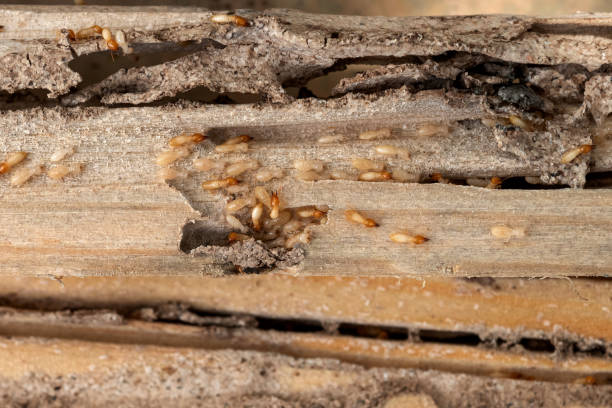 Pest Prevention Services in Daly City, CA