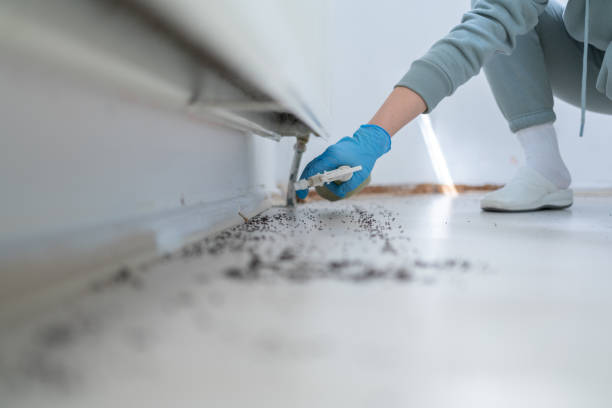 Best Emergency Pest Control  in Daly City, CA